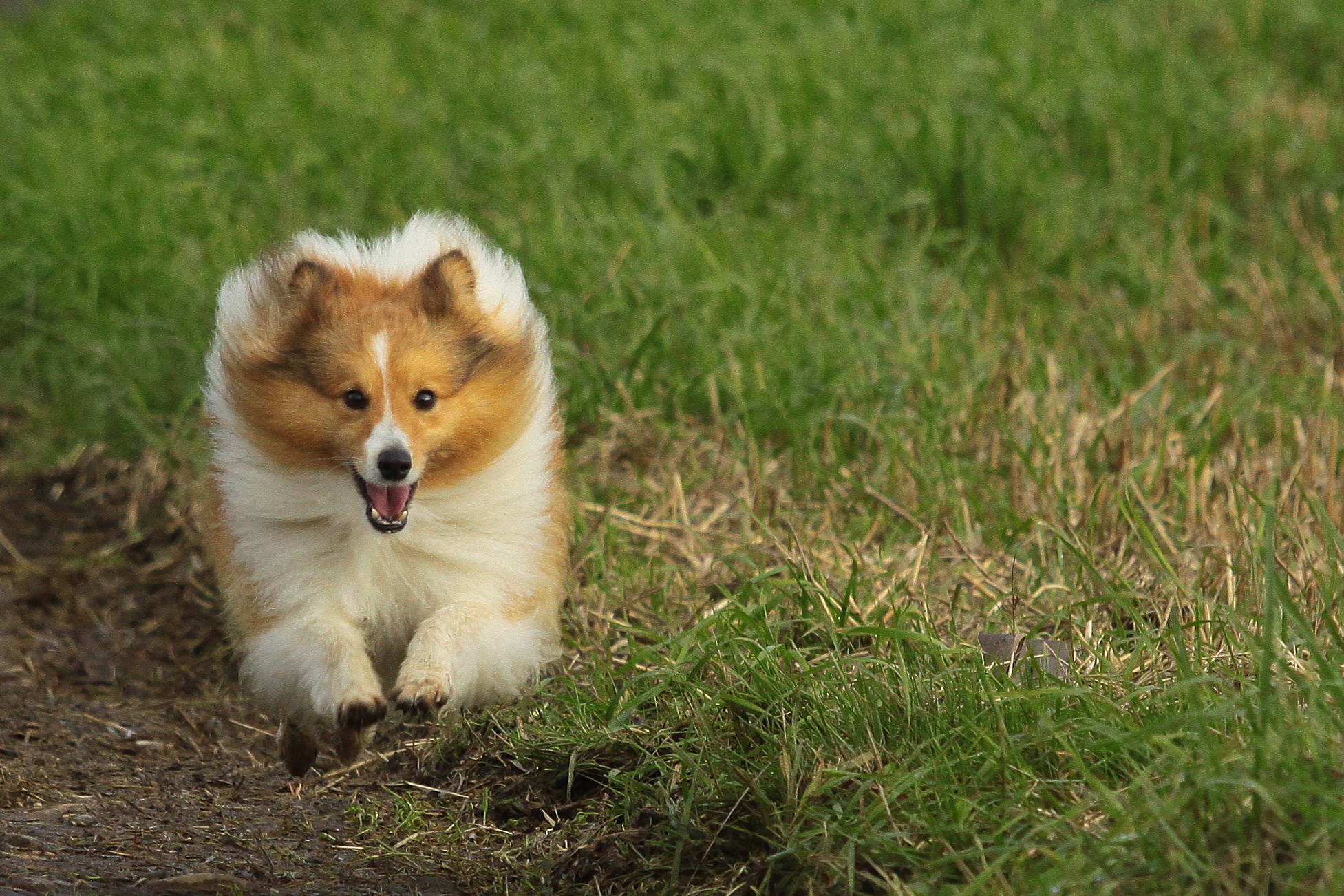 Hunde, welpen, Tiernahrung